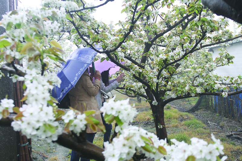 树山千亩梨花雨中绽放